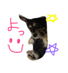 愛犬ひまわりと仲間達♡（個別スタンプ：10）