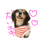愛犬ひまわりと仲間達♡（個別スタンプ：11）