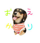 愛犬ひまわりと仲間達♡（個別スタンプ：12）