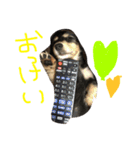 愛犬ひまわりと仲間達♡（個別スタンプ：13）