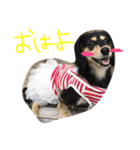 愛犬ひまわりと仲間達♡（個別スタンプ：14）