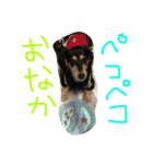 愛犬ひまわりと仲間達♡（個別スタンプ：15）