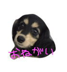 愛犬ひまわりと仲間達♡（個別スタンプ：16）