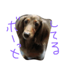 愛犬ひまわりと仲間達♡（個別スタンプ：17）