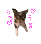 愛犬ひまわりと仲間達♡（個別スタンプ：19）