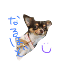 愛犬ひまわりと仲間達♡（個別スタンプ：21）