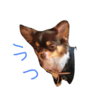 愛犬ひまわりと仲間達♡（個別スタンプ：22）