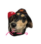 愛犬ひまわりと仲間達♡（個別スタンプ：23）