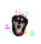 愛犬ひまわりと仲間達♡（個別スタンプ：24）