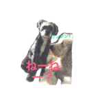 DOGs！！（個別スタンプ：4）