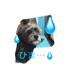 DOGs！！（個別スタンプ：5）