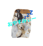 DOGs！！（個別スタンプ：13）