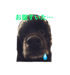 DOGs！！（個別スタンプ：19）