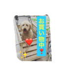 DOGs！！（個別スタンプ：20）