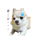 DOGs！！（個別スタンプ：21）