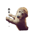 DOGs！！（個別スタンプ：22）
