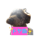 DOGs！！（個別スタンプ：24）