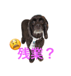 DOGs！！（個別スタンプ：25）