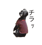 DOGs！！（個別スタンプ：28）