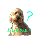 DOGs！！（個別スタンプ：30）