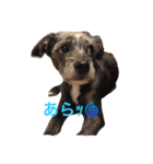 DOGs！！（個別スタンプ：32）