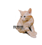 I am Ball Ball（個別スタンプ：1）