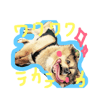 でへへへへ(パクちゃん)（個別スタンプ：2）