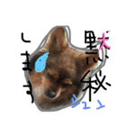 でへへへへ(パクちゃん)（個別スタンプ：7）
