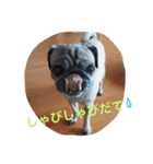 パグ犬あずきの名古屋弁で話そまい2（個別スタンプ：23）