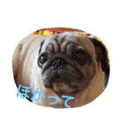 パグ犬あずきの名古屋弁で話そまい2（個別スタンプ：36）