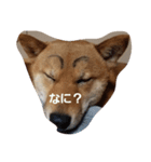 harushiba（個別スタンプ：2）