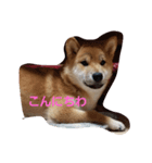 harushiba（個別スタンプ：3）