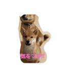 harushiba（個別スタンプ：5）