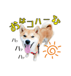 虎春日和 壱の巻（個別スタンプ：1）