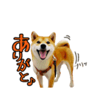 虎春日和 壱の巻（個別スタンプ：2）