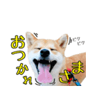虎春日和 壱の巻（個別スタンプ：3）