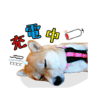 虎春日和 壱の巻（個別スタンプ：4）