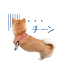 虎春日和 壱の巻（個別スタンプ：11）
