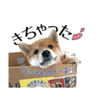 虎春日和 壱の巻（個別スタンプ：15）