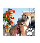 虎春日和 壱の巻（個別スタンプ：16）