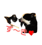 ねこ猫といぬ犬（個別スタンプ：1）
