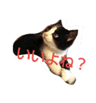 ねこ猫といぬ犬（個別スタンプ：2）