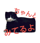 ねこ猫といぬ犬（個別スタンプ：3）