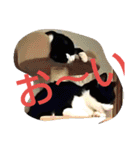 ねこ猫といぬ犬（個別スタンプ：4）