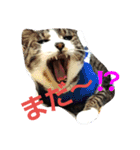 ねこ猫といぬ犬（個別スタンプ：5）