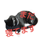 ねこ猫といぬ犬（個別スタンプ：6）