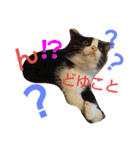 ねこ猫といぬ犬（個別スタンプ：7）