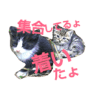 ねこ猫といぬ犬（個別スタンプ：8）