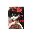 ねこ猫といぬ犬（個別スタンプ：9）
