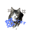 ねこ猫といぬ犬（個別スタンプ：10）
